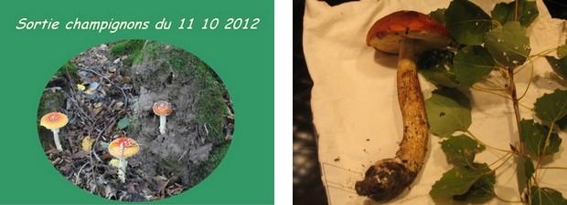Champignons2012