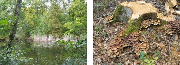 Champignons2015