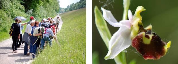 Orchidées